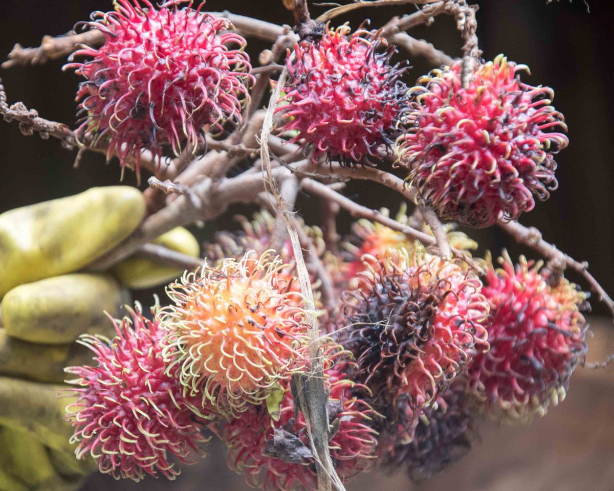 Achotillo, a fruit similar to Lychee. Achotillo, a fruit similar to Lychee.