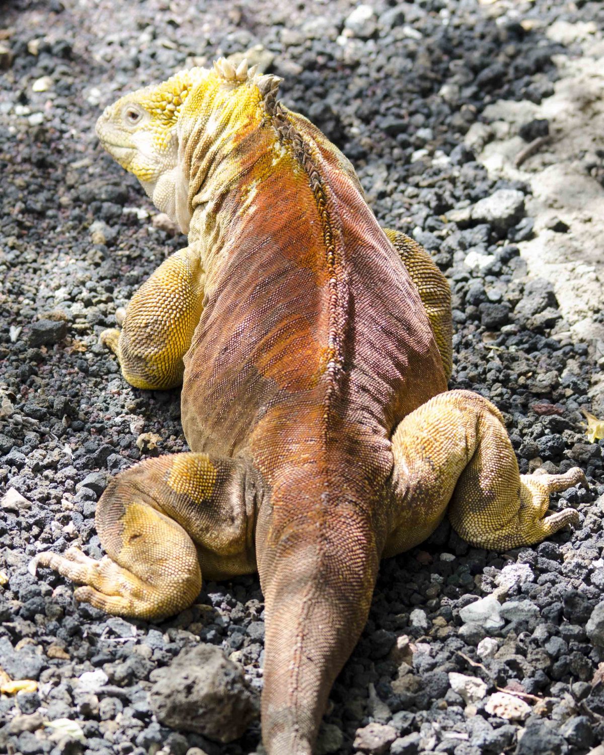 Golden Iguana, Charles Darwin Research Center, San Cruz Island, The Galapagos Golden Iguana, Charles Darwin Research Center, San Cruz Island, The Galapagos