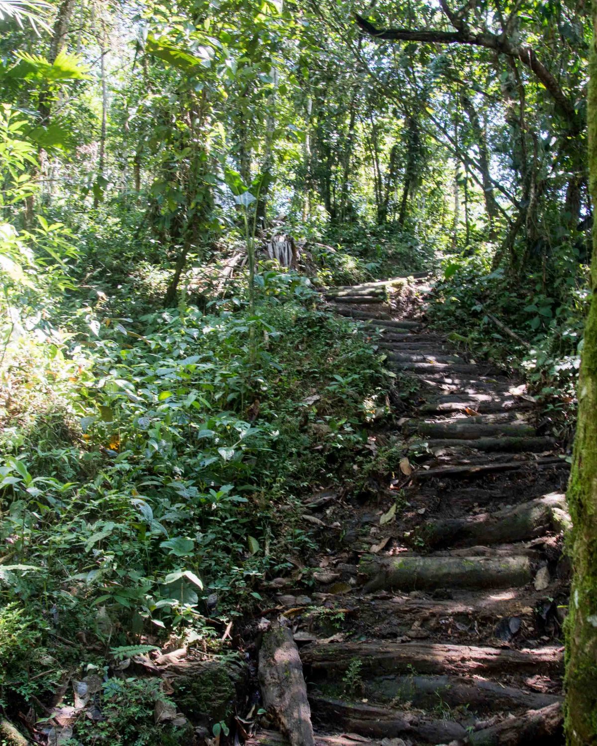 The trail through secondary forest, Cascadas Yanayacu, Napo Province, Ecuador The trail through secondary forest, Cascadas Yanayacu, Napo Province, Ecuador