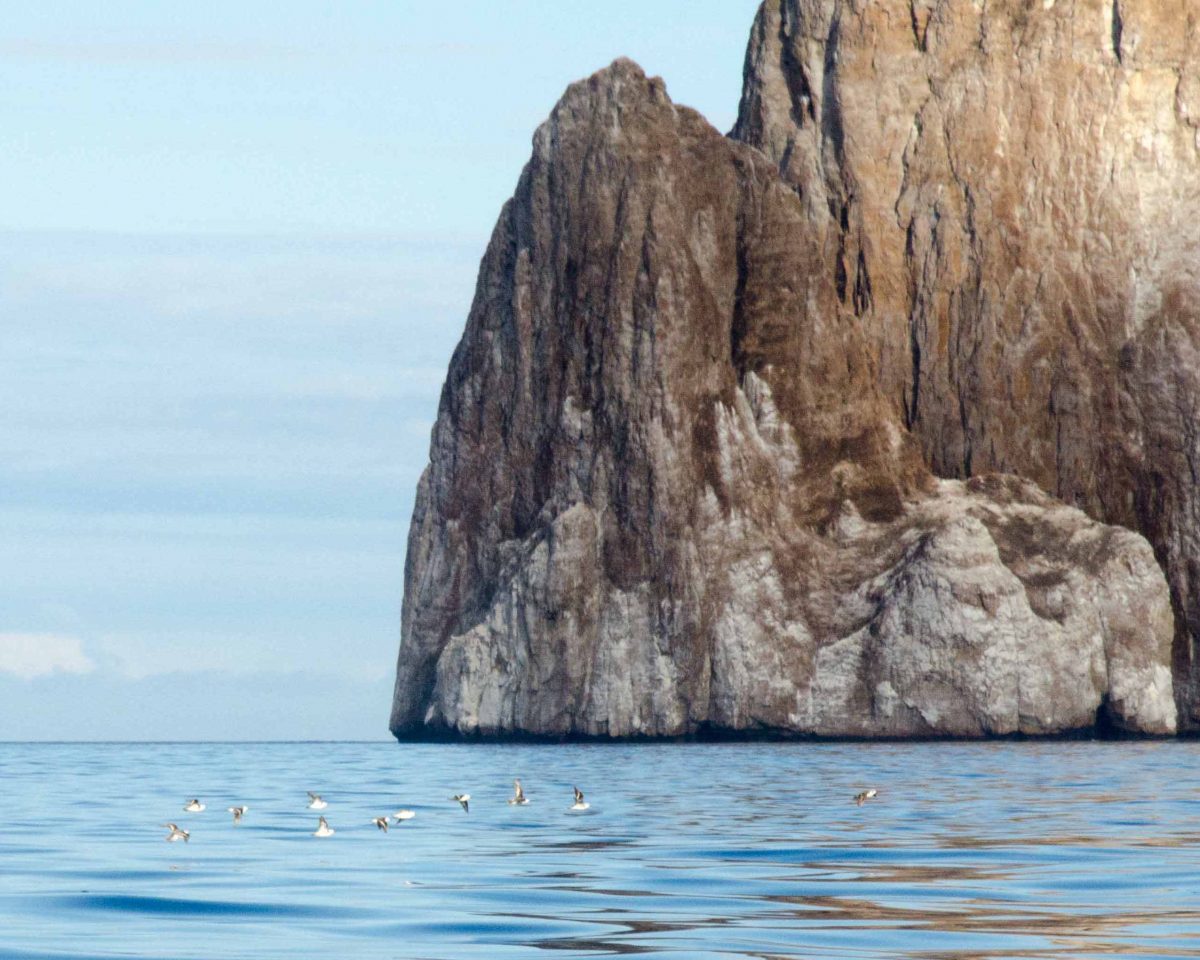 California Sea Lion at Puerto Baquerizo Moreno, San Cristobal, the Galapagos Galapagos Land Based Tour, Sea Lion
