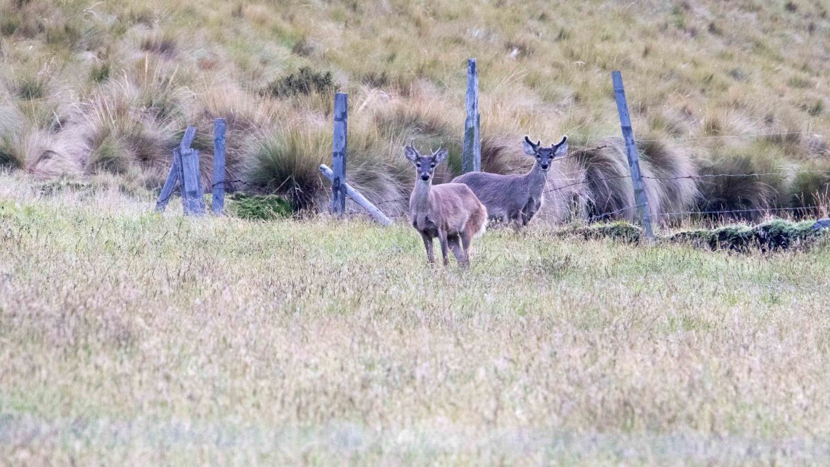 White-tailed Deer, Antisanilla Reserve | ©Angela Drake White-tailed Deer, Antisanilla Reserve | ©Angela Drake