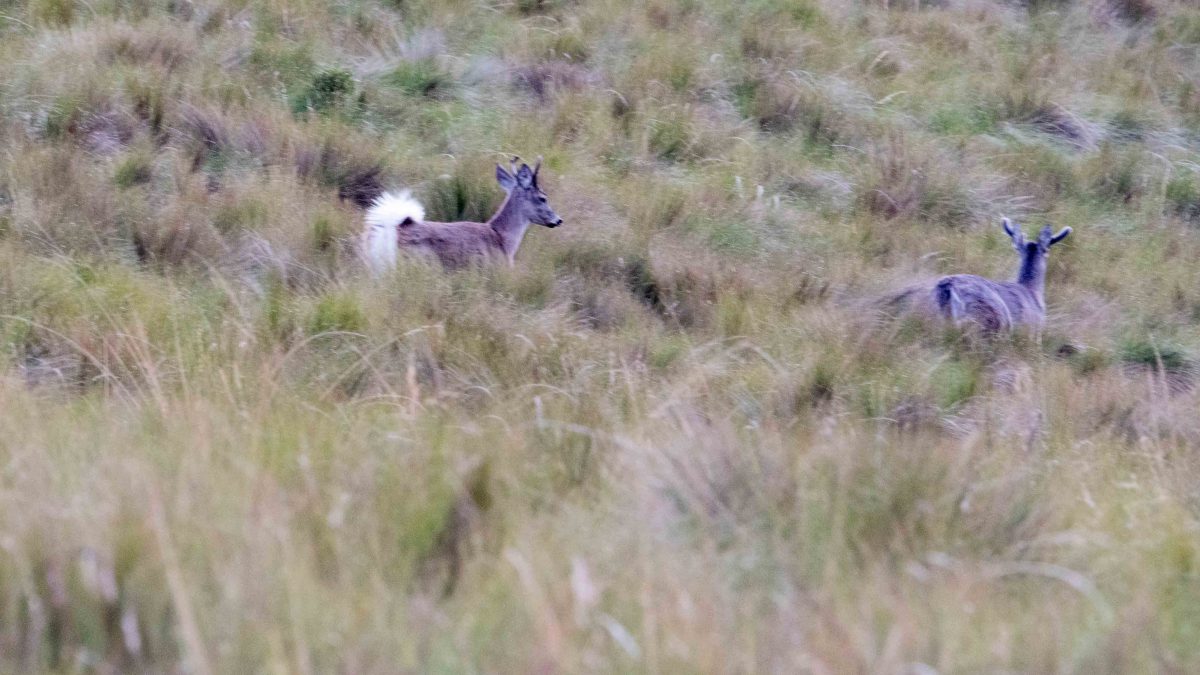 White-tailed Deer, Antisanilla Reserve | ©Angela Drake White-tailed Deer, Antisanilla Reserve | ©Angela Drake