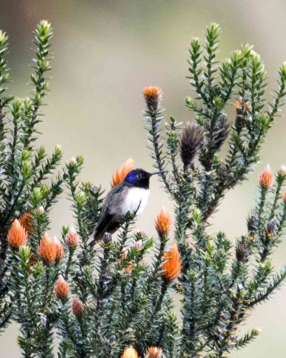Ecuadorian Hillstar, Antisanilla Reserve | © Angela Drake Ecuadorian Hillstar, Antisanilla Reserve | © Angela Drake