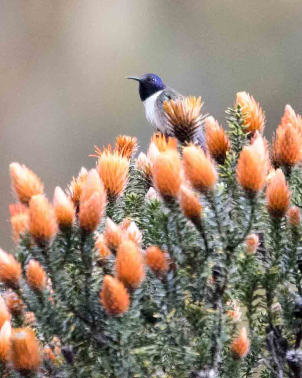 Ecuadorian Hillstar, Antisanilla Reserve | © Angela Drake Ecuadorian Hillstar, Antisanilla Reserve | © Angela Drake