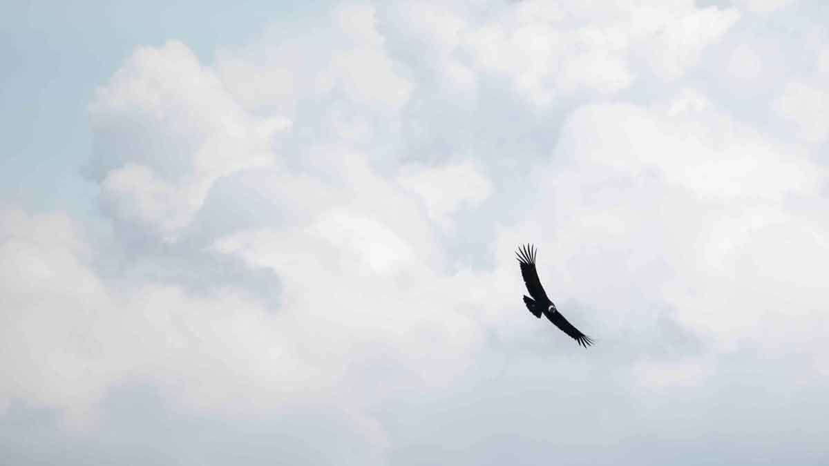 Andean Condor at the Antisanilla Reserve | ©Angela Drake Andean Condor at the Antisanilla Reserve | ©Angela Drake