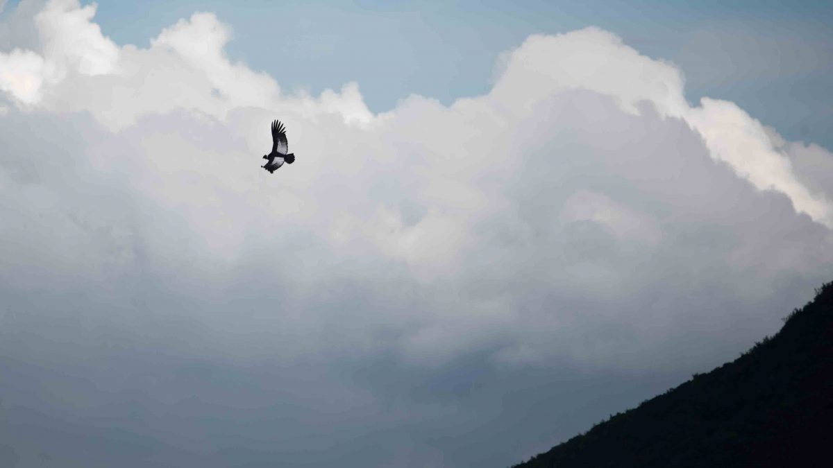 An Andean Condor riding thermals near the Reserva Antisanilla | © Angela Drake An Andean Condor riding thermals near the Reserva Antisanilla | © Angela Drake