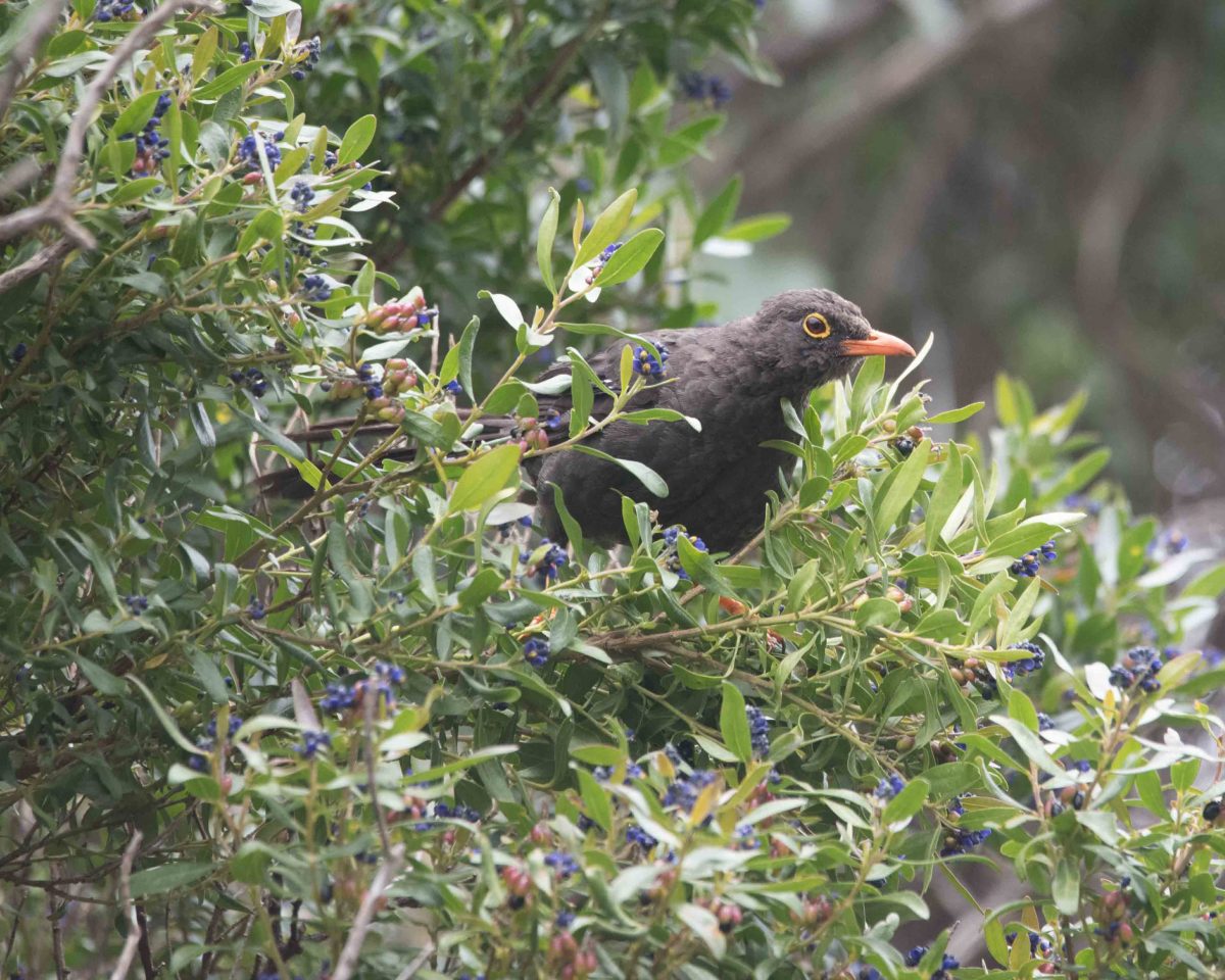 Glossy Black Thrush, Reserva Antisanilla | © Angela Drake Glossy Black Thrush, Reserva Antisanilla | © Angela Drake