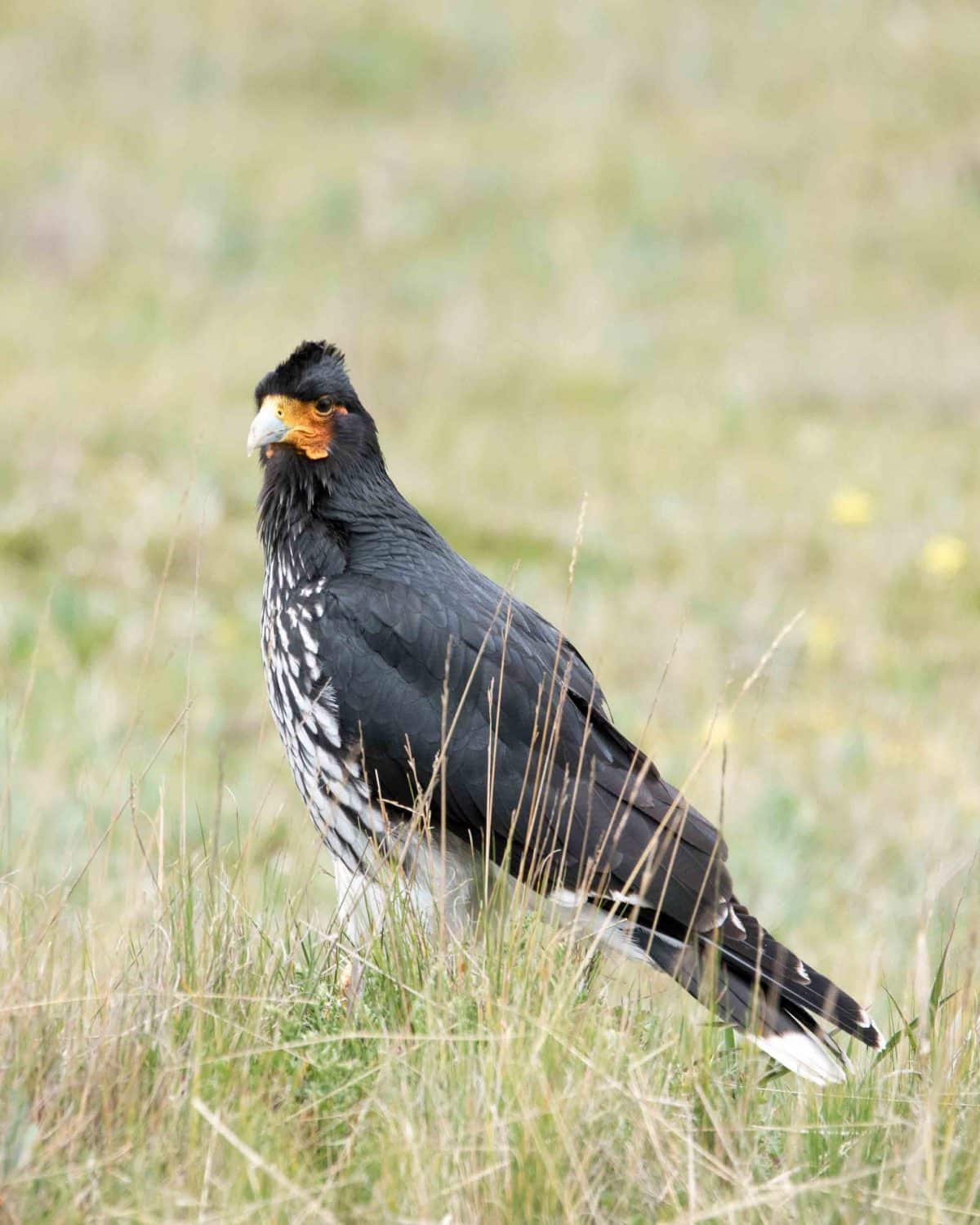 Carunculated Caracara | ©Angela Drake Carunculated Caracara, Antisana Conservation Area | ©Angela Drake