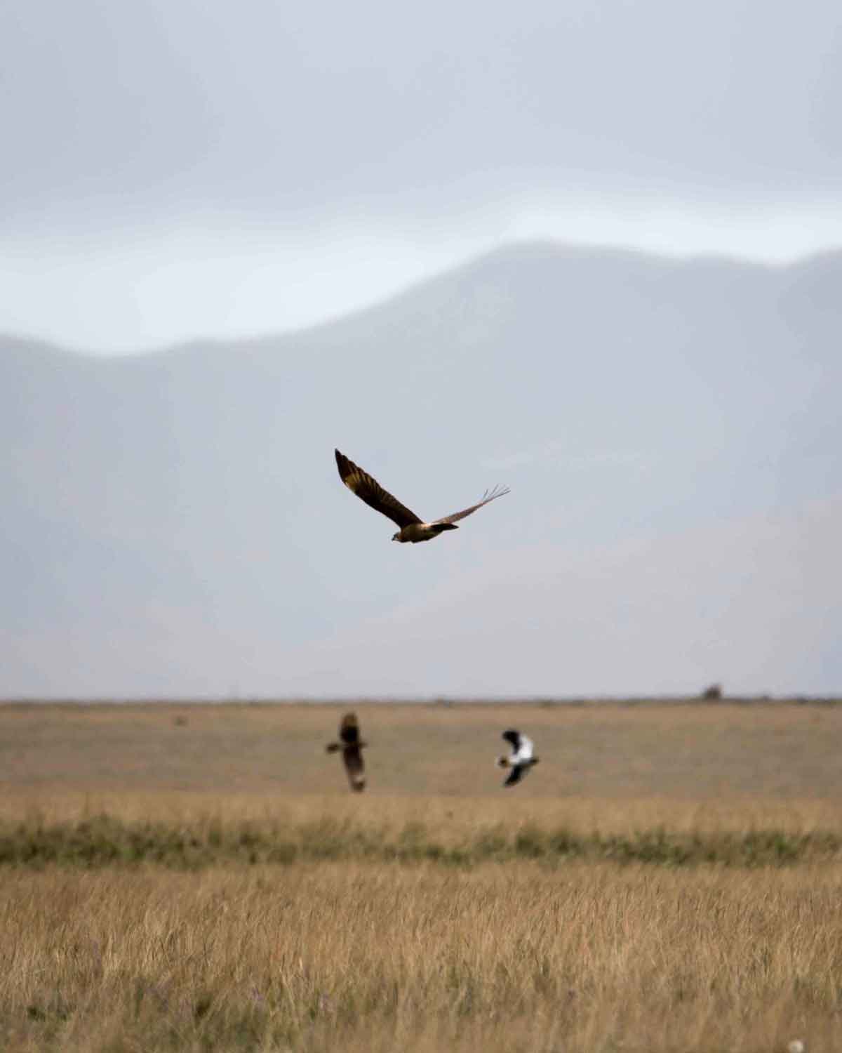 Carunculated Caracaras in Flight | ©Angela Drake Carunculated Caracaras in Flight, Antisana Conservation Area | ©Angela Drake