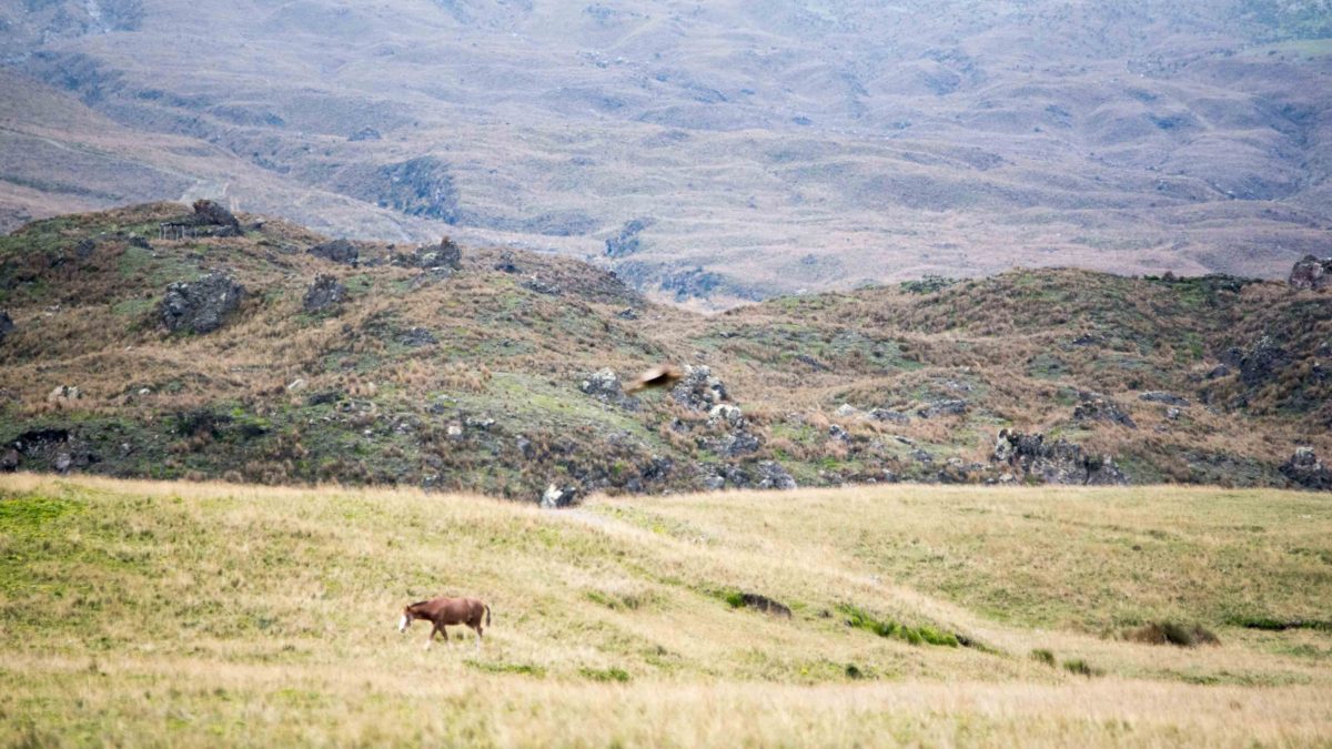 Hills in the Antisana Conservation Area | ©Angela Drake Hills in the Antisana Conservation Area | ©Angela Drake