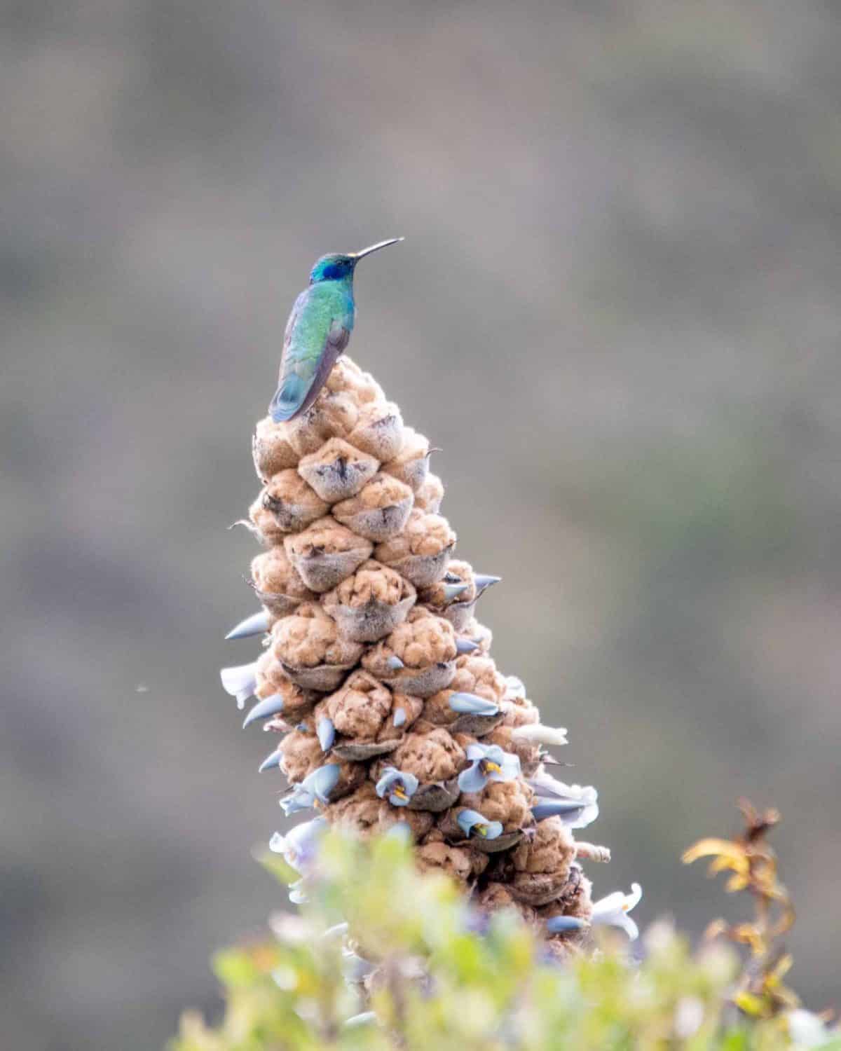 Sparkling Violetear Hummingbird, Reserva Antisanilla, Secas, Ecuador | ©Angela Drake Sparkling Violetear Hummingbird, Reserva Antisanilla, Secas, Ecuador | ©Angela Drake