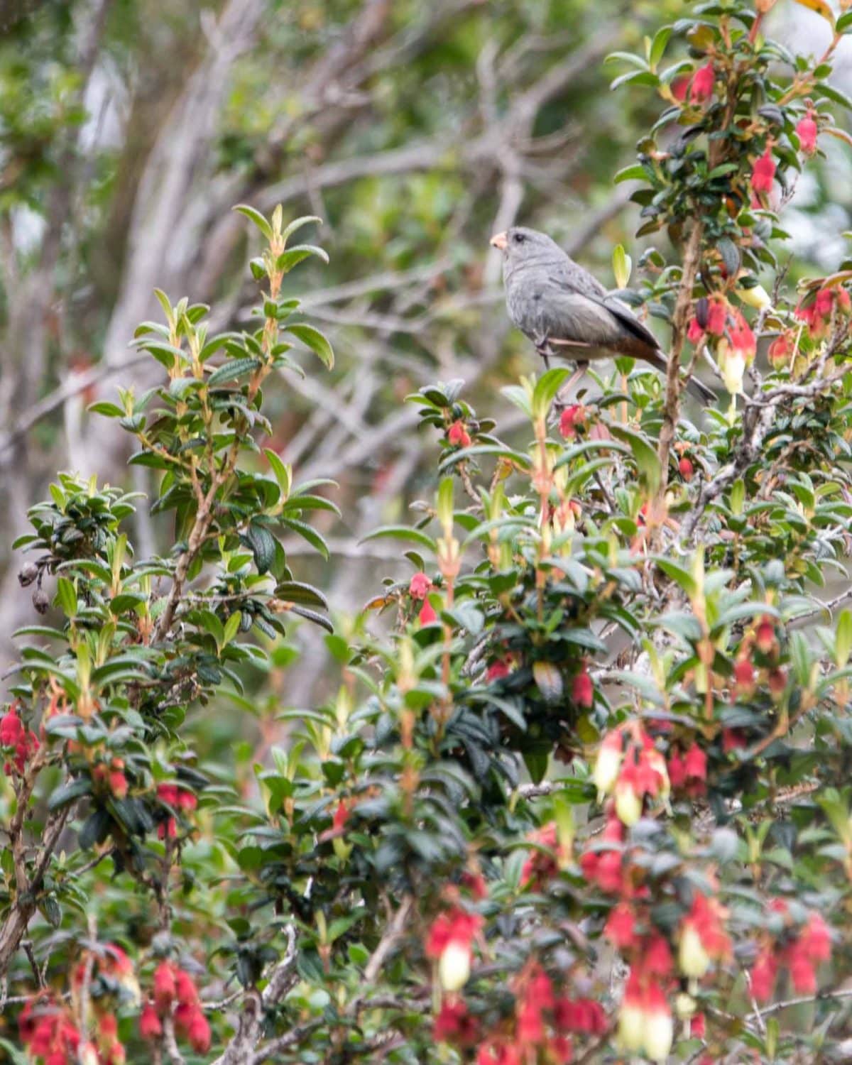 Band-tailed Seedeater, Reserva Antisanilla, Secas, Ecuador | ©Angela Drake Band-tailed Seedeater, Reserva Antisanilla, Secas, Ecuador | ©Angela Drake
