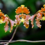 El Pahuma: A Wild Orchid Reserve Near Quito
