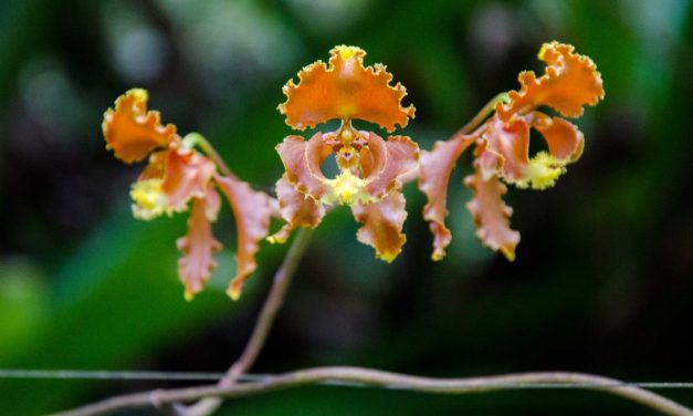 El Pahuma: A Wild Orchid Reserve Near Quito