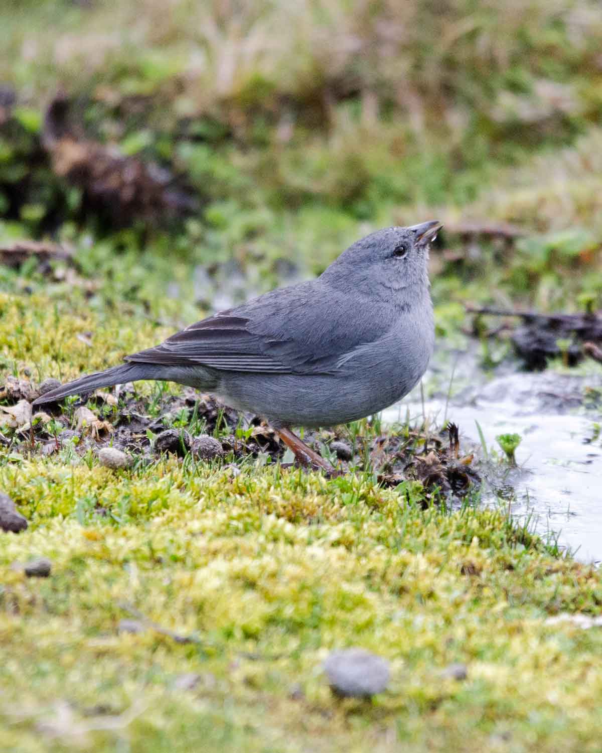 Plumbeous Sierra Finch | ©Angela Drake Plumbeous Sierra Finch | ©Angela Drake