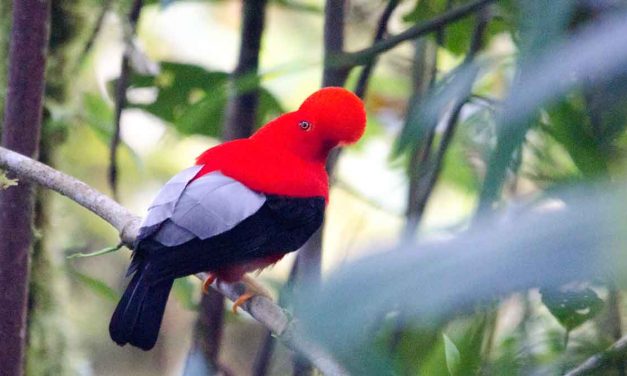 The Strange and Spectacular Andean Cock-of-the-Rock