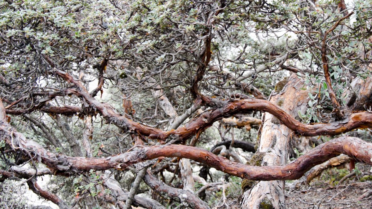 Polylepis Forest, Chimborazo Wildlife Reserve, Ecuador | ©Angela Drake / Not Your Average American Polylepis Forest, Chimborazo Wildlife Reserve, Ecuador | ©Angela Drake / Not Your Average American