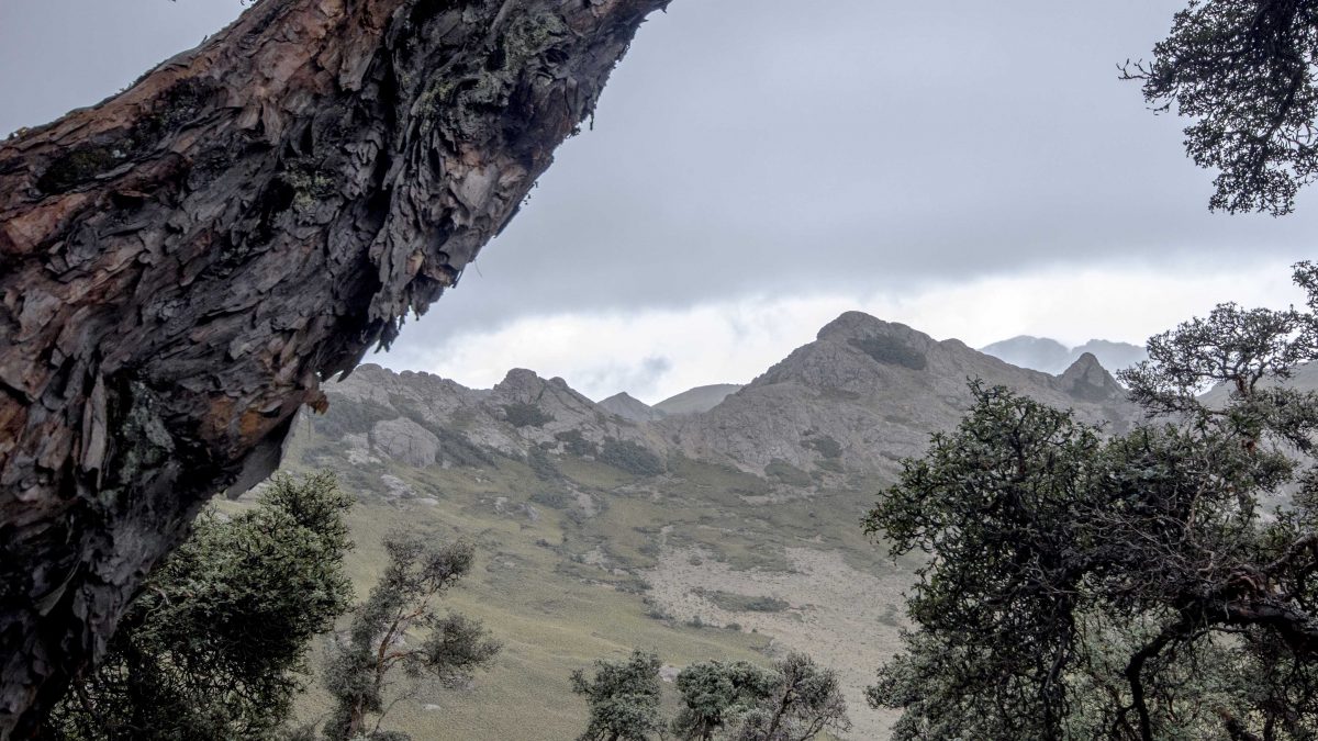 View Through A Polylepis Forest, Chimborazo Wildlife Reserve, Ecuador | ©Angela Drake / Not Your Average American View Through A Polylepis Forest, Chimborazo Wildlife Reserve, Ecuador | ©Angela Drake / Not Your Average American
