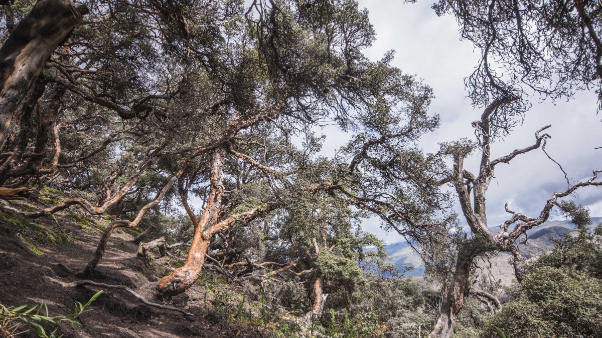 Polylepis Forest, Chimborazo Wildlife Reserve, Ecuador | ©Angela Drake / Not Your Average American Polylepis Forest, Chimborazo Wildlife Reserve, Ecuador | ©Angela Drake / Not Your Average American