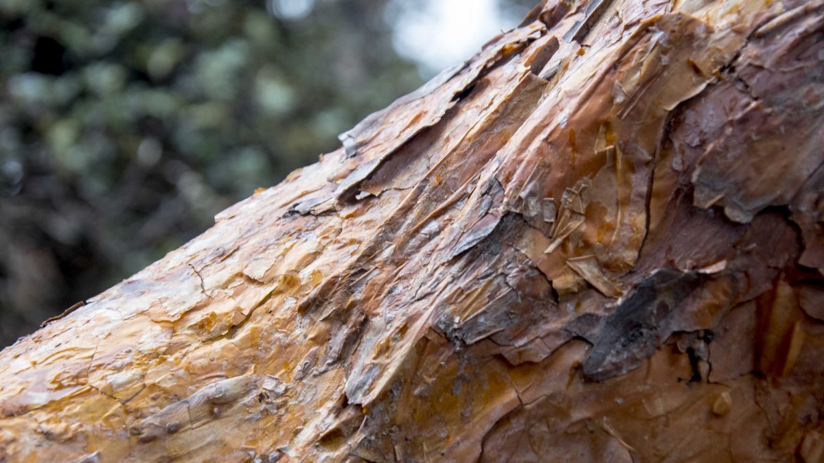Polylepis Bark, Chimborazo Wildlife Reserve, Ecuador | ©Angela Drake / Not Your Average American Polylepis Bark, Chimborazo Wildlife Reserve, Ecuador | ©Angela Drake / Not Your Average American