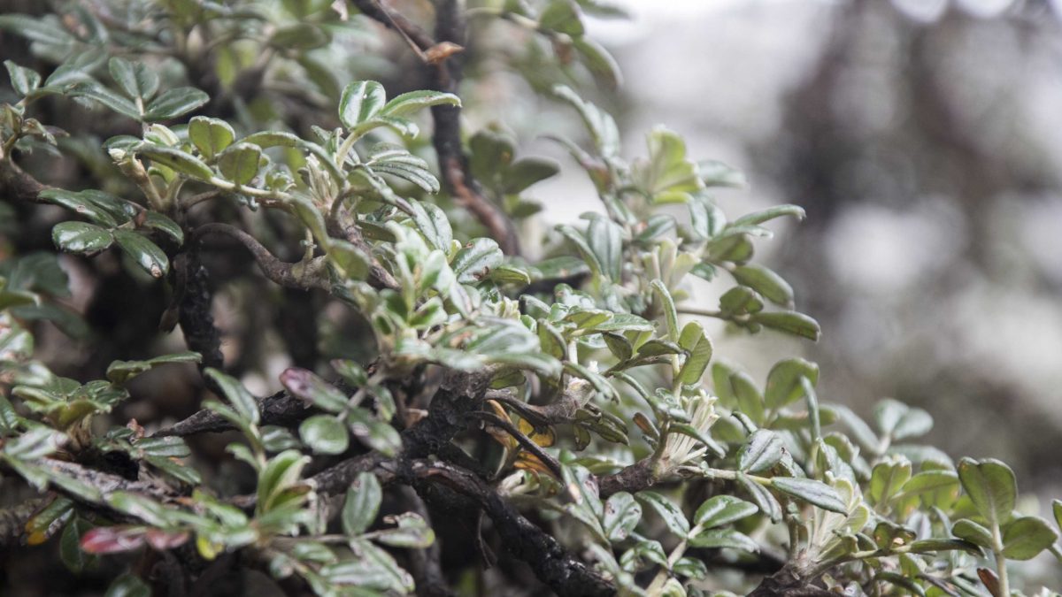 Polylepis Leaves, Chimborazo Wildlife Reserve, Ecuador | ©Angela Drake / Not Your Average American Polylepis Leaves, Chimborazo Wildlife Reserve, Ecuador | ©Angela Drake / Not Your Average American