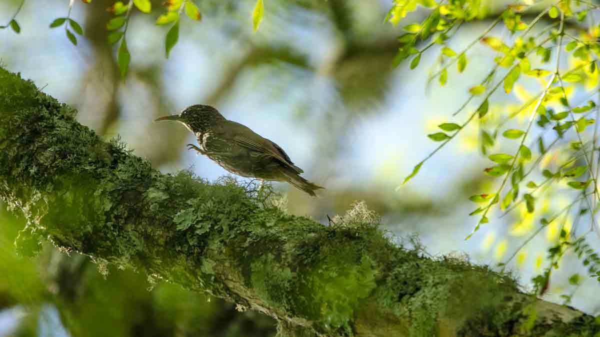 From the Woodcreeper Family, Botanical Garden in Loja, Ecuador | ©Angela Drake From the Woodcreeper Family, Botanical Garden in Loja, Ecuador | ©Angela Drake
