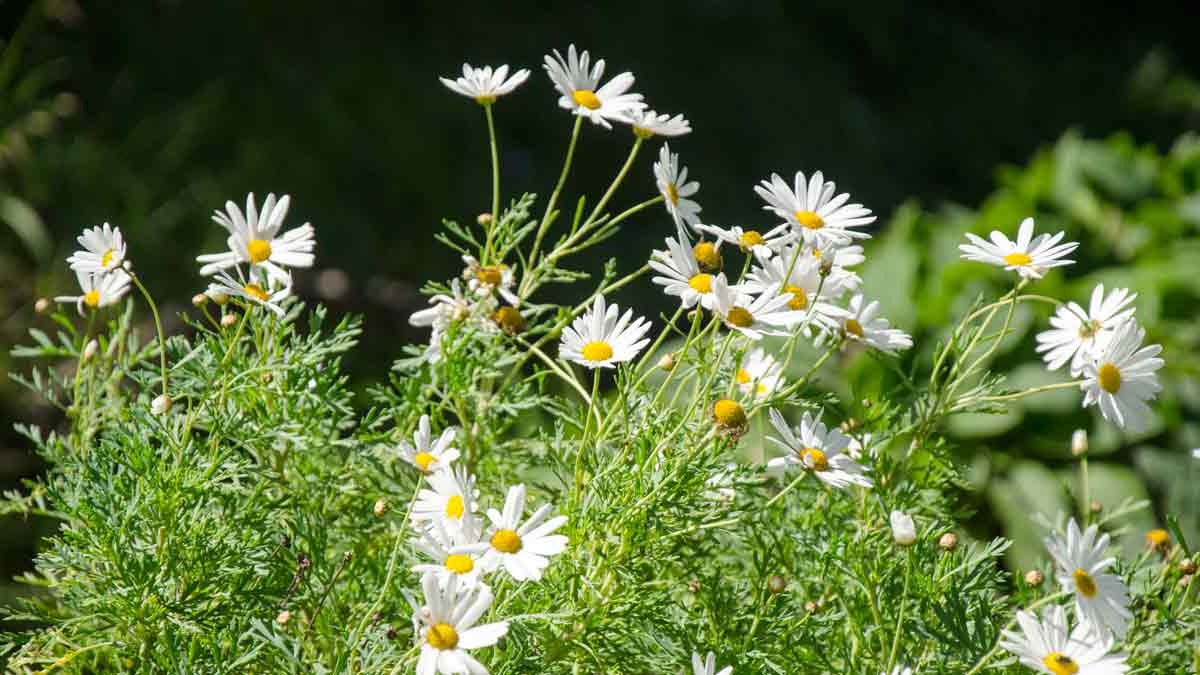 Daisies, Botanical Garden in Loja, Ecuador | ©Angela Drake Daisies, Botanical Garden in Loja, Ecuador | ©Angela Drake