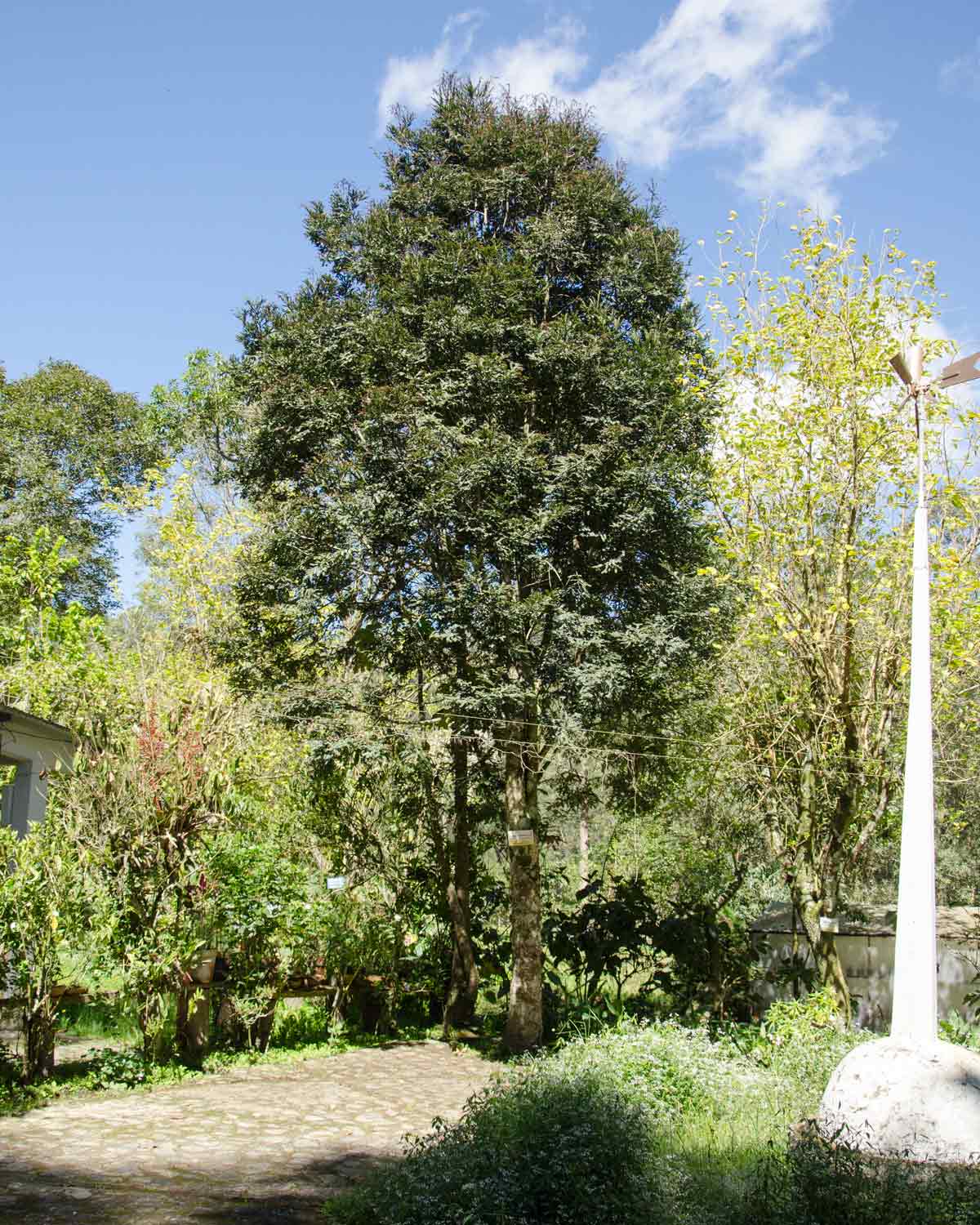 Podocarpus Tree, Botanical Garden in Loja, Ecuador | ©Angela Drake Podocarpus Tree, Botanical Garden in Loja, Ecuador | ©Angela Drake