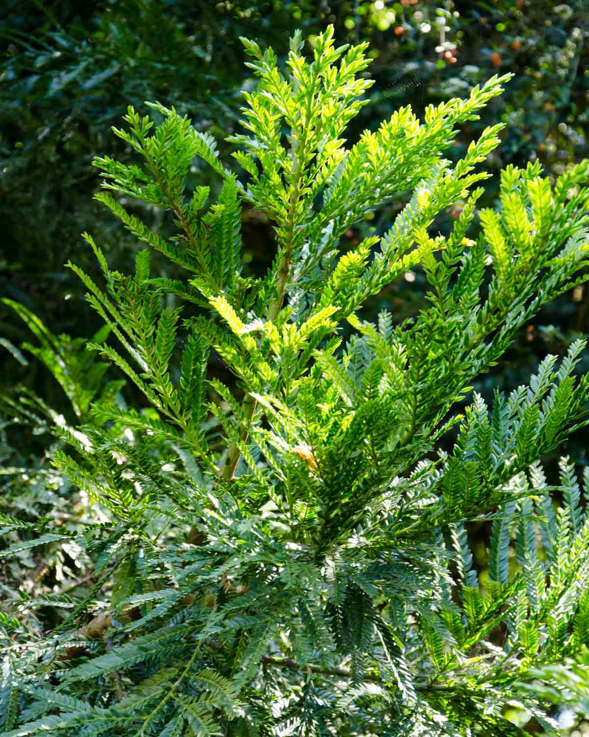 Podocarpus Close-up, Botanical Garden in Loja, Ecuador | ©Angela Drake Podocarpus Close-up, Botanical Garden in Loja, Ecuador | ©Angela Drake