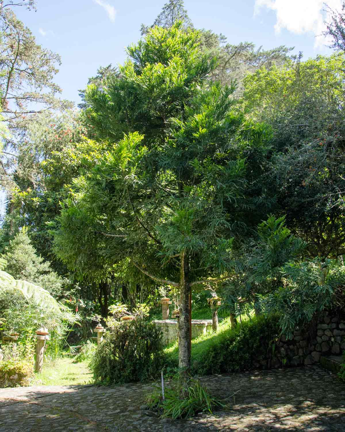 Podocarpus Tree, Botanical Garden in Loja, Ecuador | ©Angela Drake Podocarpus Tree, Botanical Garden in Loja, Ecuador | ©Angela Drake