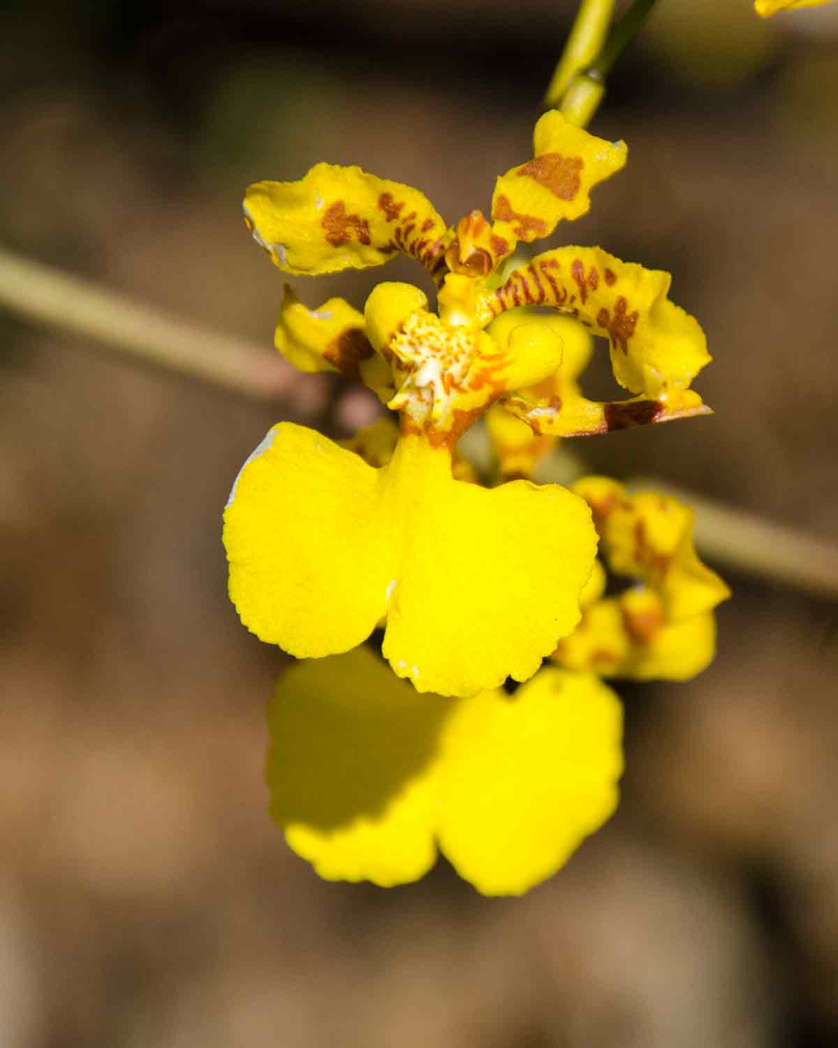 Orchids at the Botanical Garden in Loja, Ecuador | ©Angela Drake Orchids at the Botanical Garden in Loja, Ecuador | ©Angela Drake