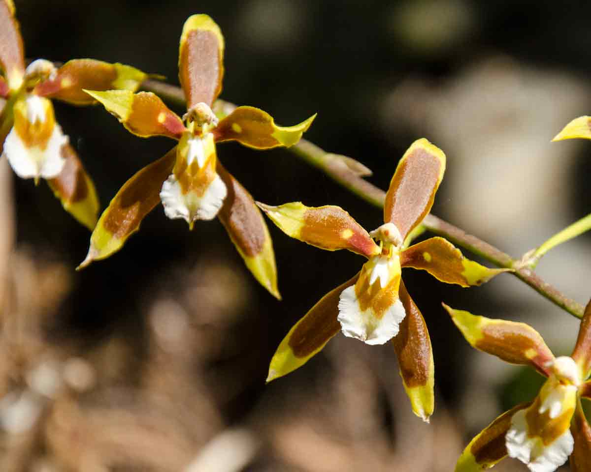 Orchids at the Botanical Garden in Loja, Ecuador | ©Angela Drake Orchids at the Botanical Garden in Loja, Ecuador | ©Angela Drake