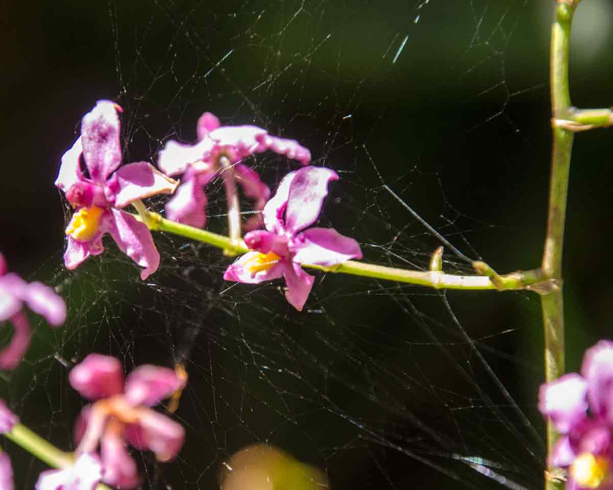 Orchids at the Botanical Garden in Loja, Ecuador | ©Angela Drake Orchids at the Botanical Garden in Loja, Ecuador | ©Angela Drake