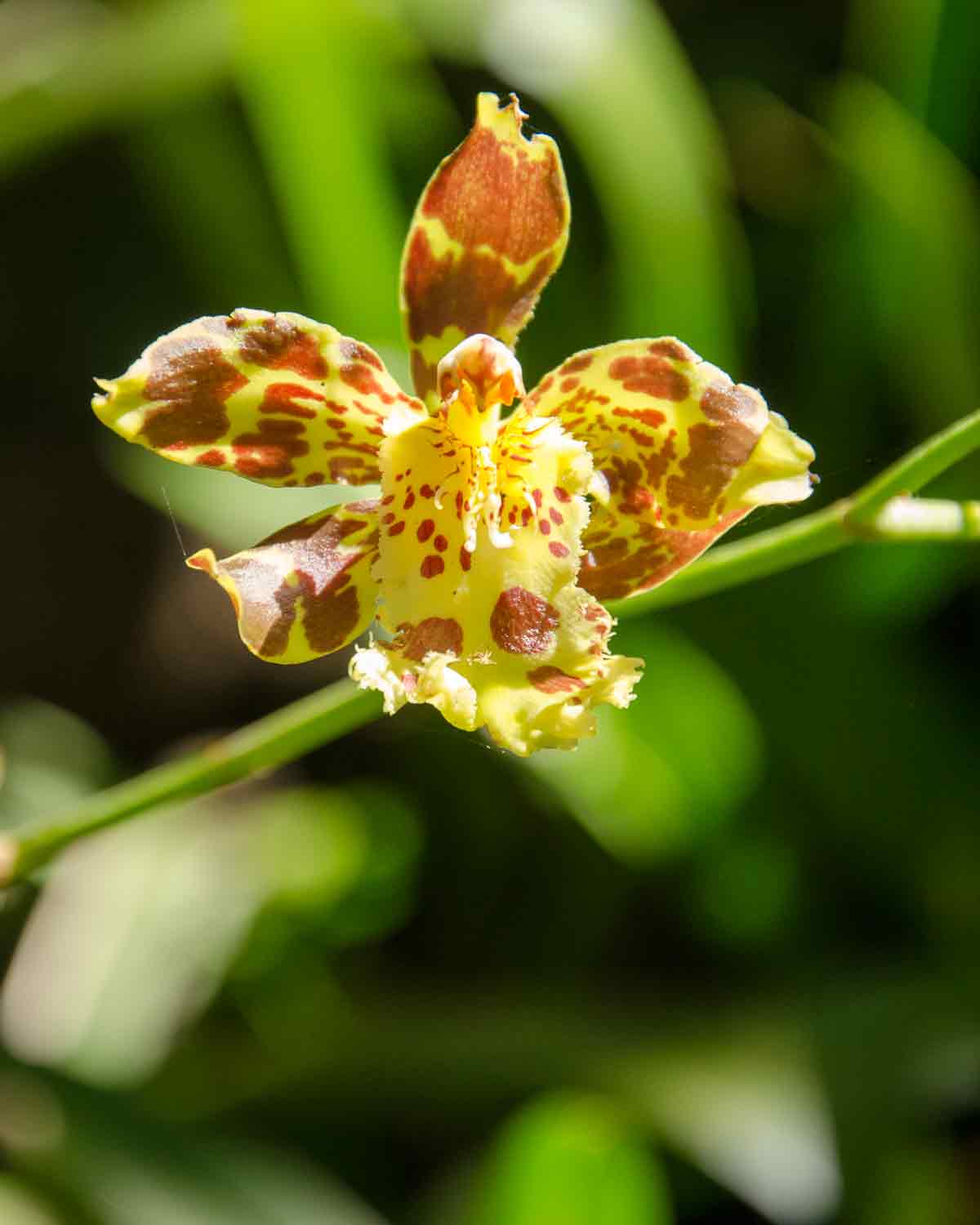 Orchids at the Botanical Garden in Loja, Ecuador | ©Angela Drake Orchids at the Botanical Garden in Loja, Ecuador | ©Angela Drake