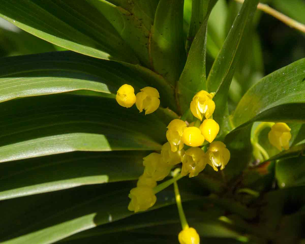Orchids at the Botanical Garden in Loja, Ecuador | ©Angela Drake Orchids at the Botanical Garden in Loja, Ecuador | ©Angela Drake