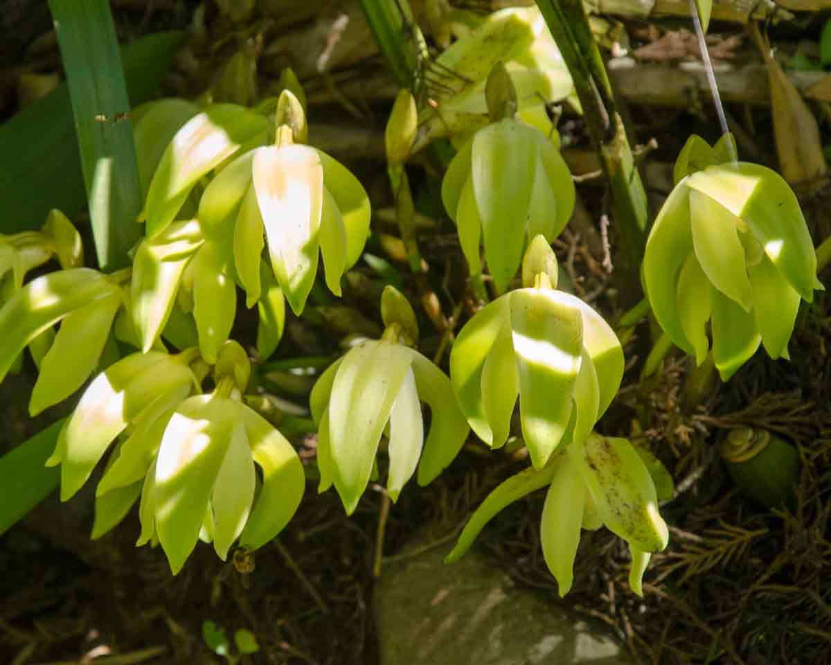 Orchids at the Botanical Garden in Loja, Ecuador | ©Angela Drake Orchids at the Botanical Garden in Loja, Ecuador | ©Angela Drake