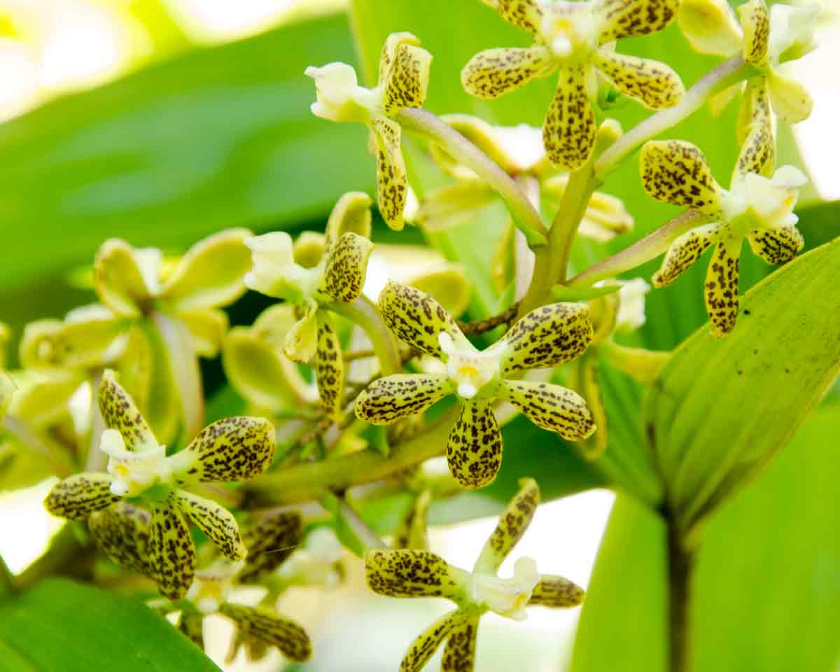 Orchids at the Botanical Garden in Loja, Ecuador | ©Angela Drake Orchids at the Botanical Garden in Loja, Ecuador | ©Angela Drake