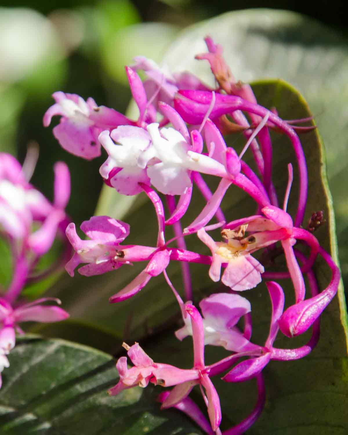 Orchids at the Botanical Garden in Loja, Ecuador | ©Angela Drake Orchids at the Botanical Garden in Loja, Ecuador | ©Angela Drake