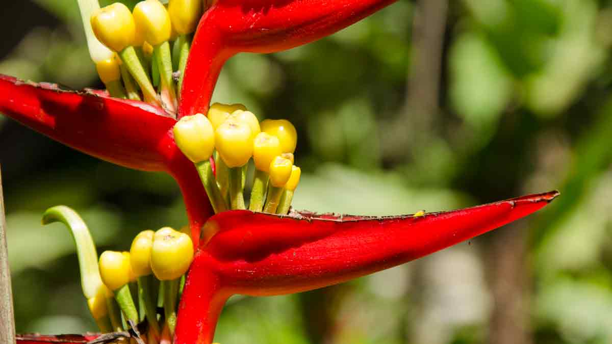 Bird of Paradise at the Botanical Garden in Loja, Ecuador | ©Angela Drake Bird of Paradise at the Botanical Garden in Loja, Ecuador | ©Angela Drake
