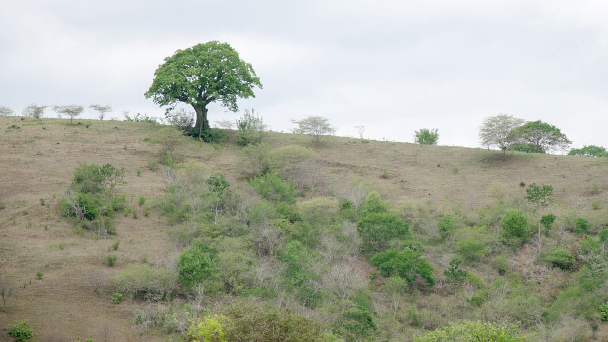 A Lone Ceibo along a coastal highway in Ecuador | ©Angela Drake A Lone Ceibo along a coastal highway in Ecuador | ©Angela Drake