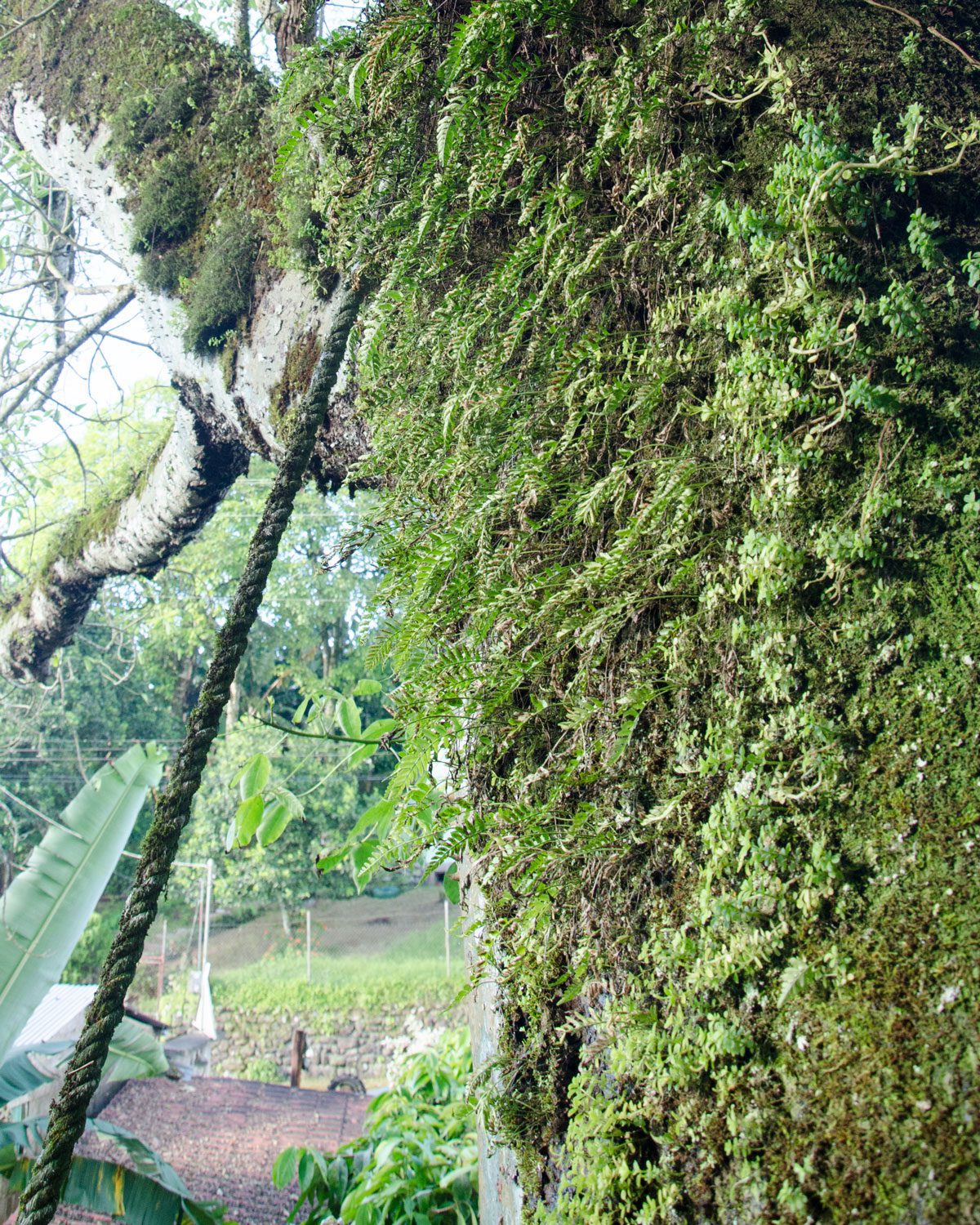Fern and Moss on the Oldest Ceibo Tree, San Cristobal, Ecuador | ©Angela Drake Fern and Moss on the Oldest Ceibo Tree, San Cristobal, Ecuador | ©Angela Drake
