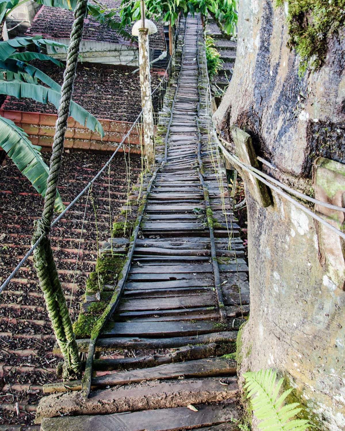The Bridge up to the Treehouse in the Galapagos Ceibo, San Cristobal, Ecuador | ©Angela Drake The Bridge up to the Treehouse in the Galapagos Ceibo, San Cristobal, Ecuador | ©Angela Drake