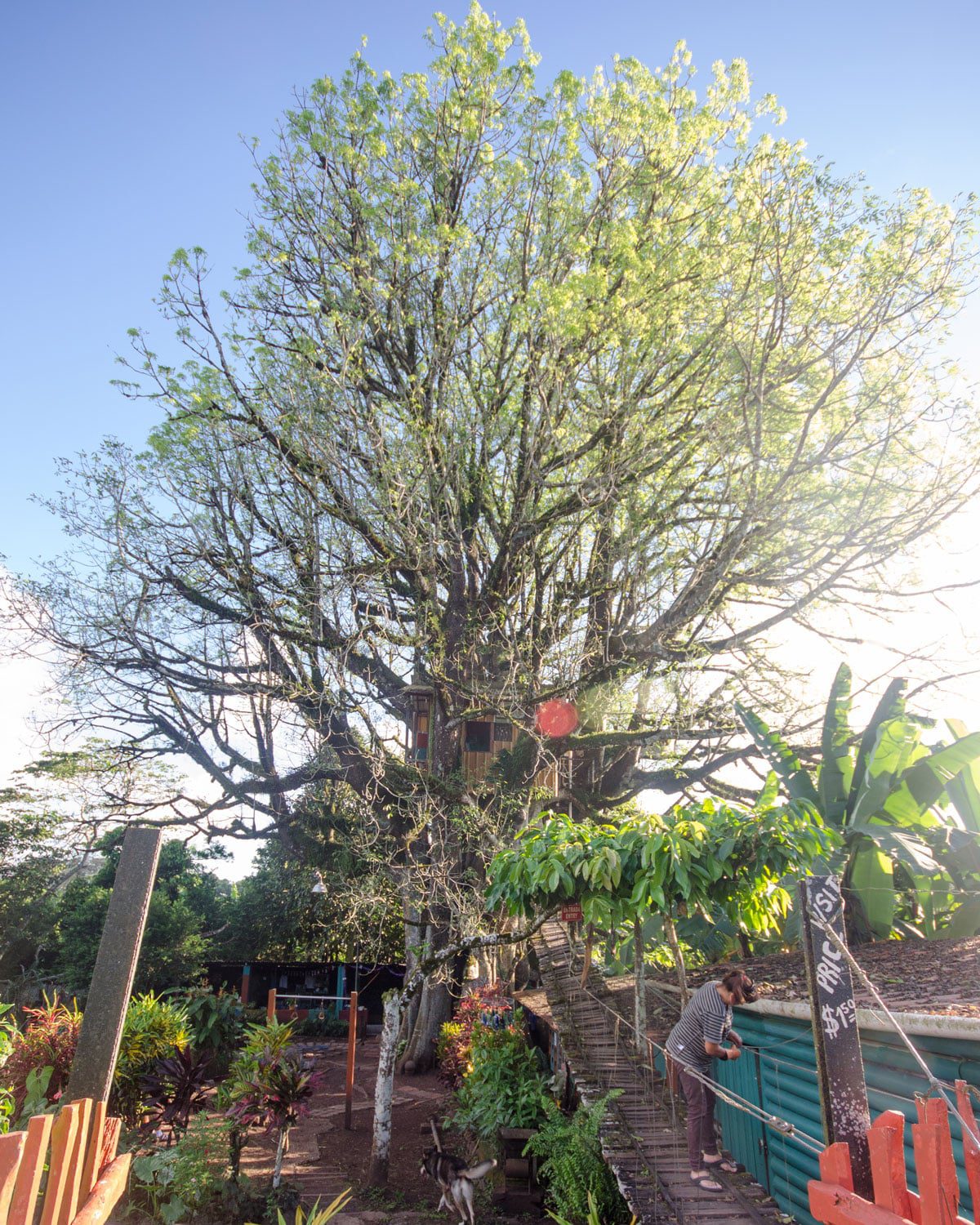 The oldest and widest ceibo in Ecuador, San Cristobal, The Galapagos | ©Angela Drake The oldest and widest ceibo in Ecuador, San Cristobal, The Galapagos | ©Angela Drake