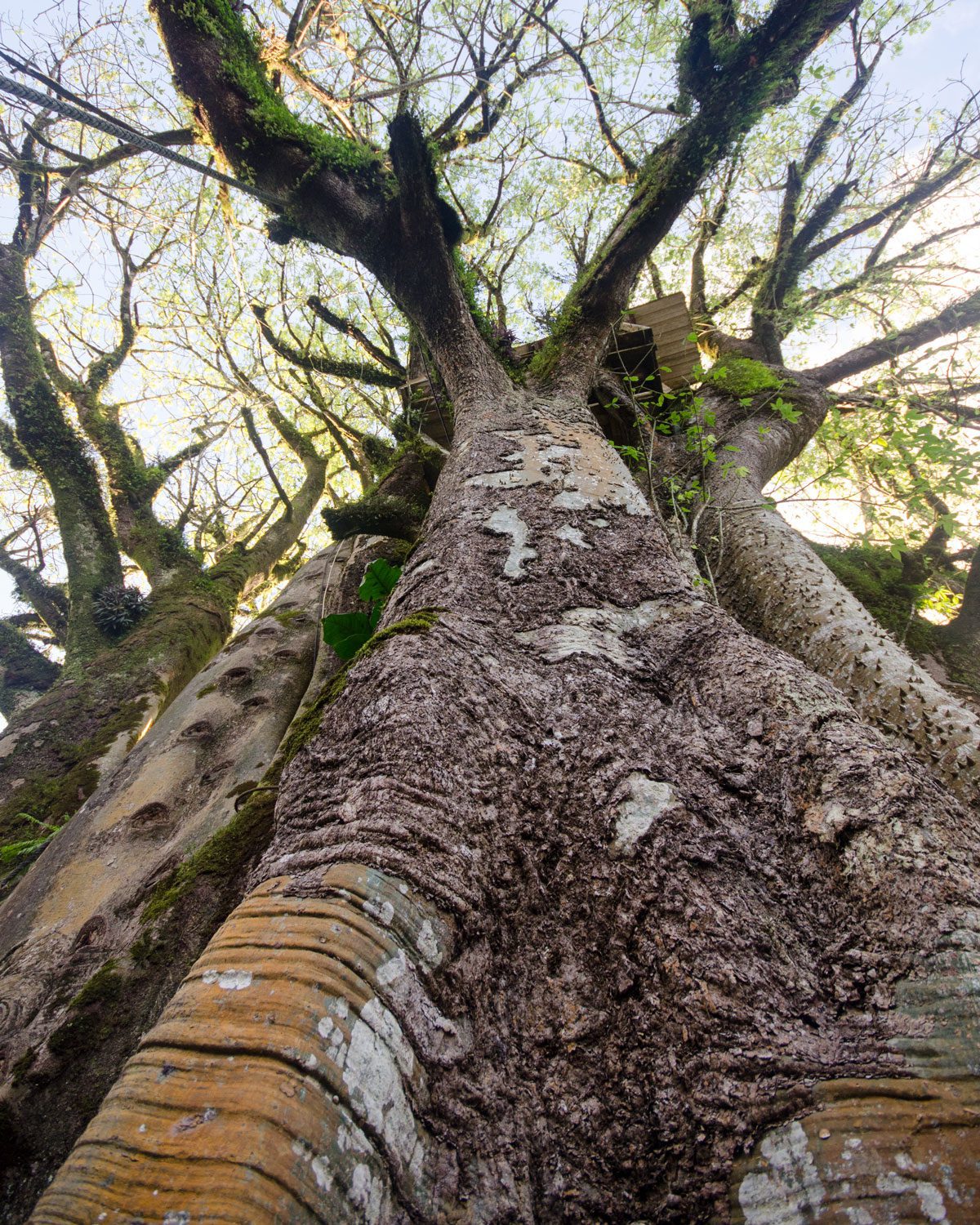 From the ground looking up at the oldest ceibo tree, San Cristobal, The Galapagos | ©Angela Drake From the ground looking up at the oldest ceibo tree, San Cristobal, The Galapagos | ©Angela Drake