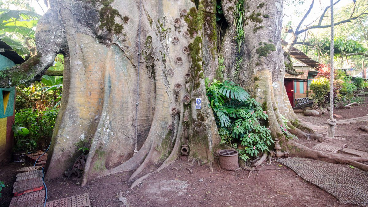 The Widest Ceibo in Ecuador, El Progreso, San Cristobal, The Galapagos | ©Angela Drake The Widest Ceibo in Ecuador, El Progreso, San Cristobal, The Galapagos | ©Angela Drake