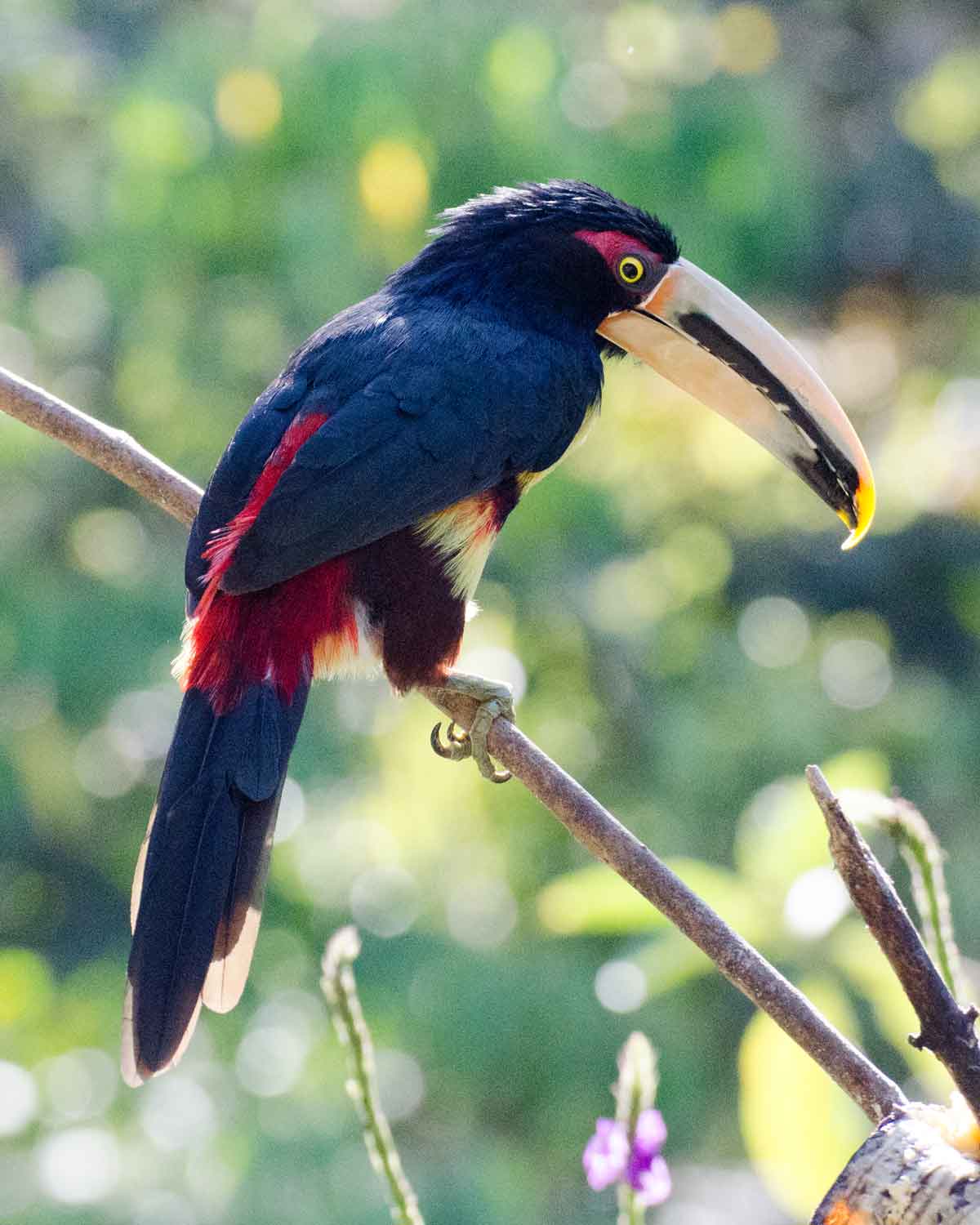 Pale-mandibiled Aracari | ©Angela Drake Pale-mandibiled Aracari | ©Angela Drake