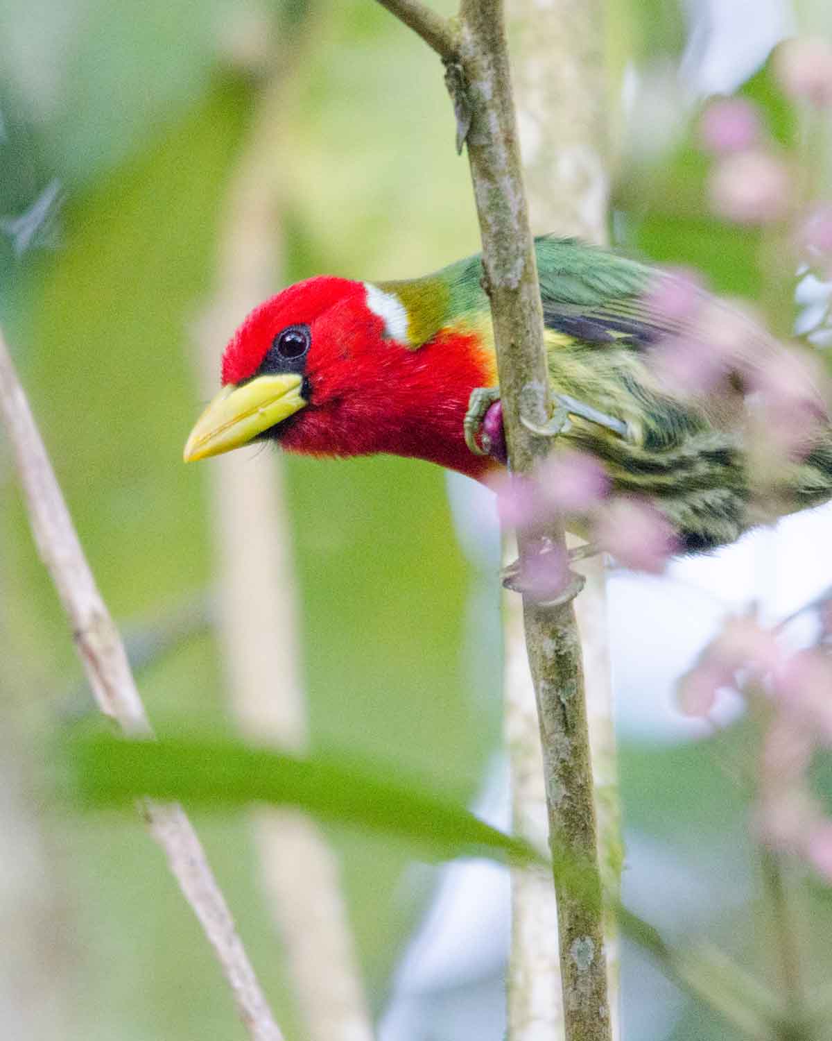 Toucan Barbet | ©Angela Drake Toucan Barbet | ©Angela Drake