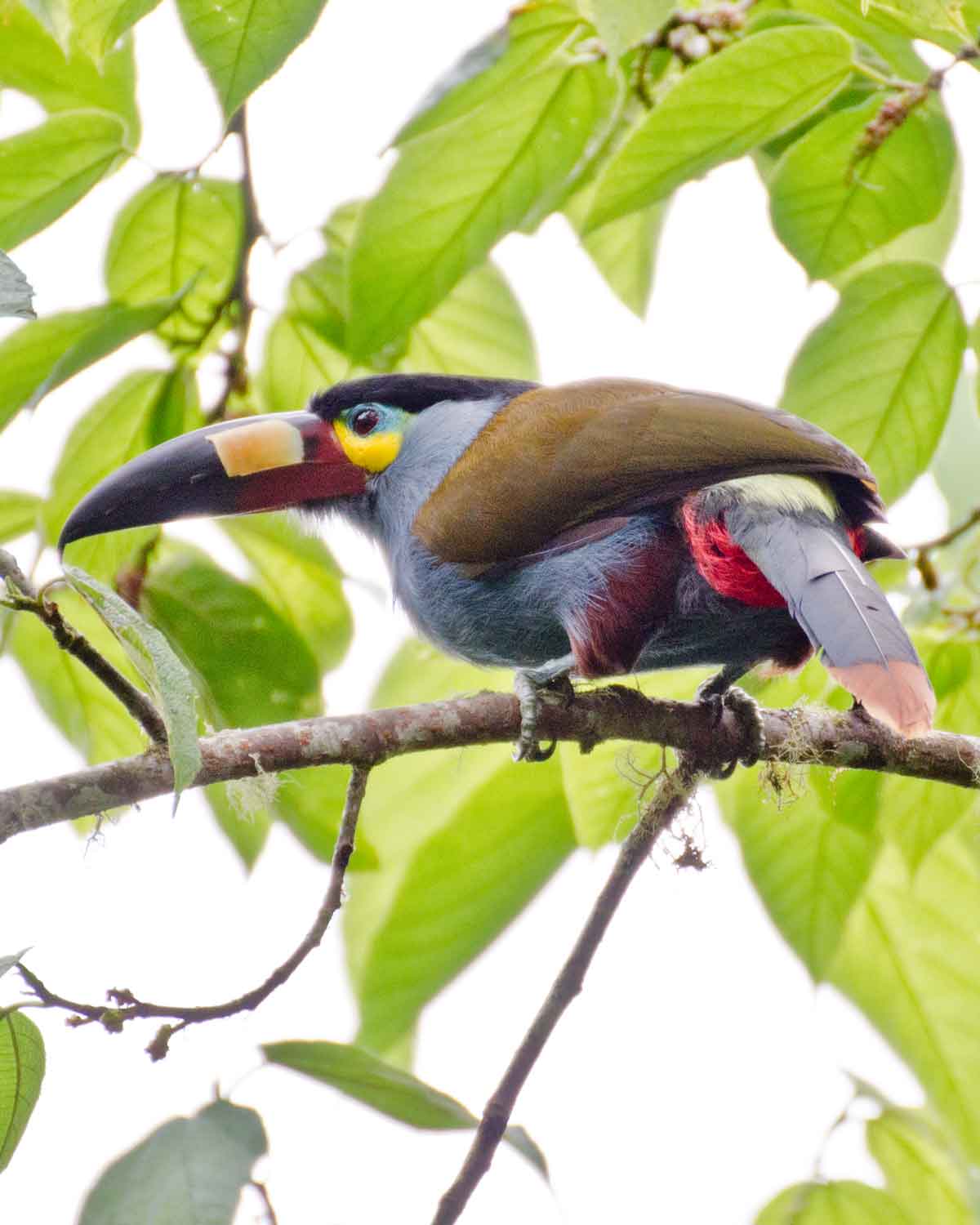Plate-billed Mountain Toucan | ©Angela Drake Plate-billed Mountain Toucan | ©Angela Drake