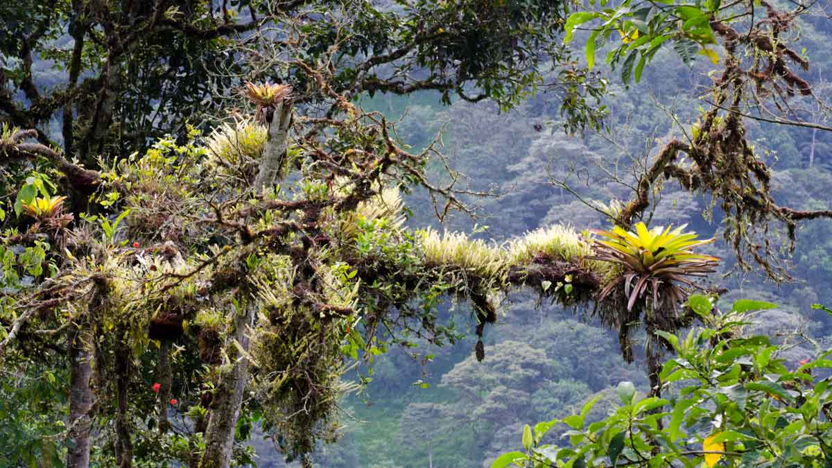 A tree limb covered with epiphytes, Tandayapa Valley, Ecuador | ©Angela Drake A tree limb covered with epiphytes, Tandayapa Valley, Ecuador | ©Angela Drake