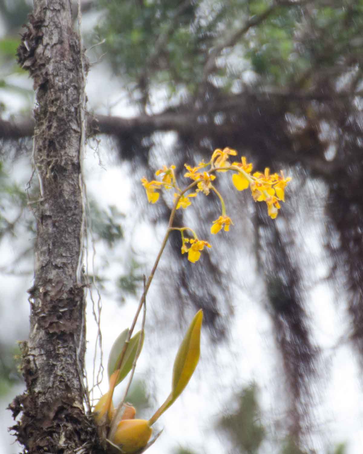 Orchid, Choco Andino Biosphere Reserve, Ecuador | ©Angela Drake Orchid, Choco Andino Biosphere Reserve, Ecuador | ©Angela Drake